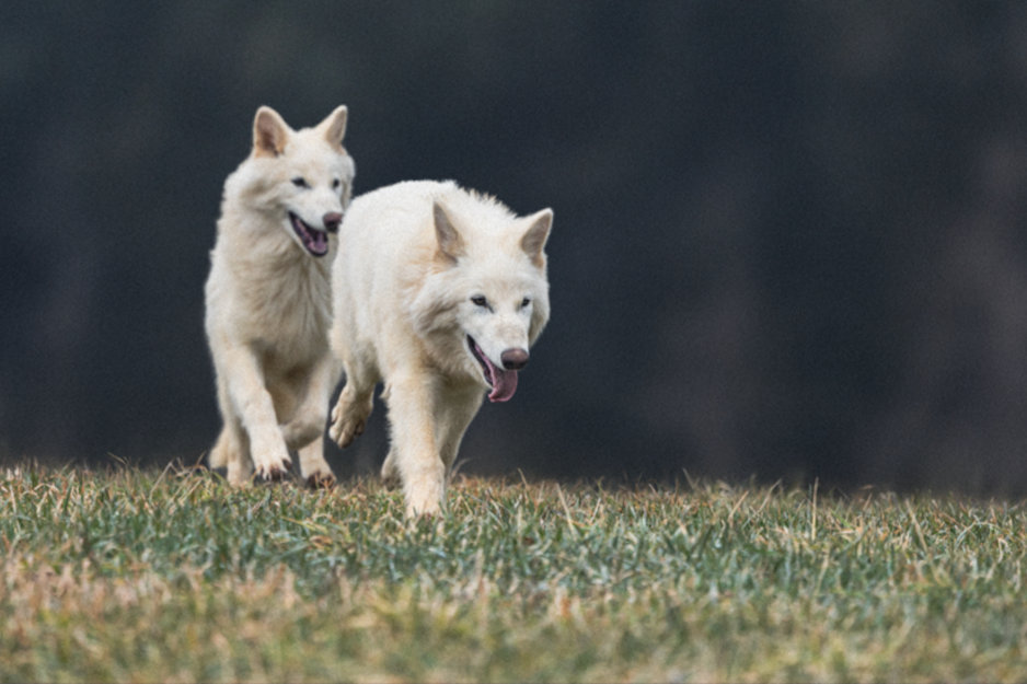 À l'intérieur du sanctuaire de 2 000 acres abritant les premiers prédateurs dé-extincts de la Terre