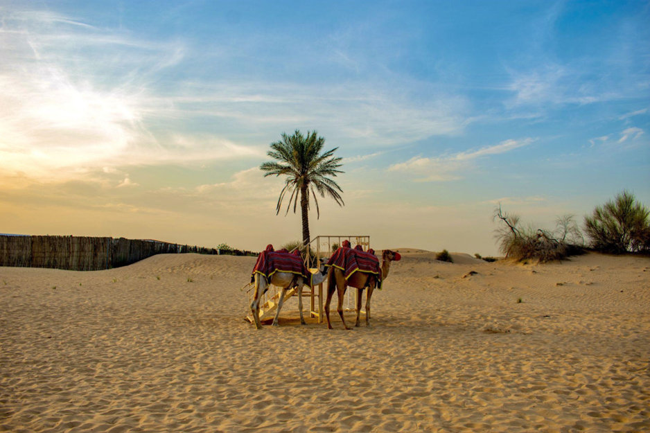 Explorez la magie des dunes avec nos forfaits Desert Safari Dubai