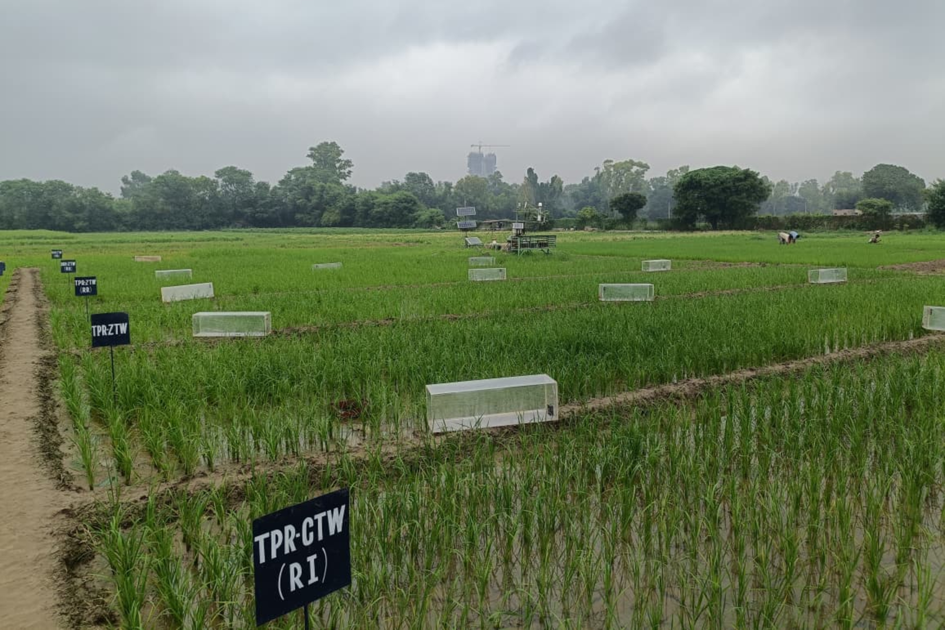 Mirova, le fonds soutenu par Kering, investit 30,5 millions de dollars dans l'agriculture régénératrice de Varaha en Inde