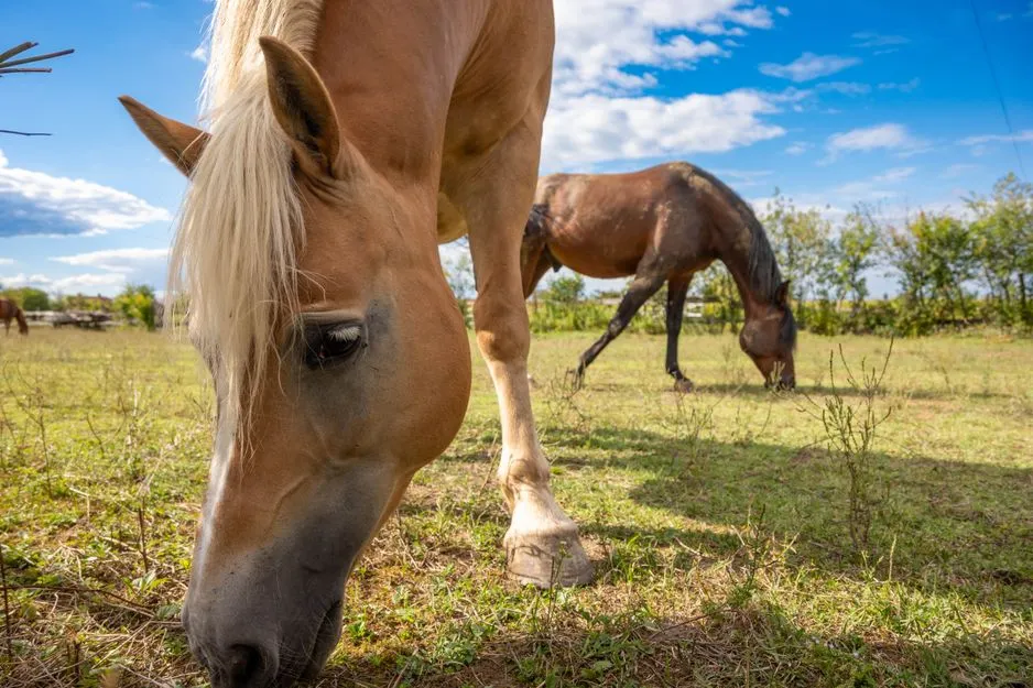 Chevaux