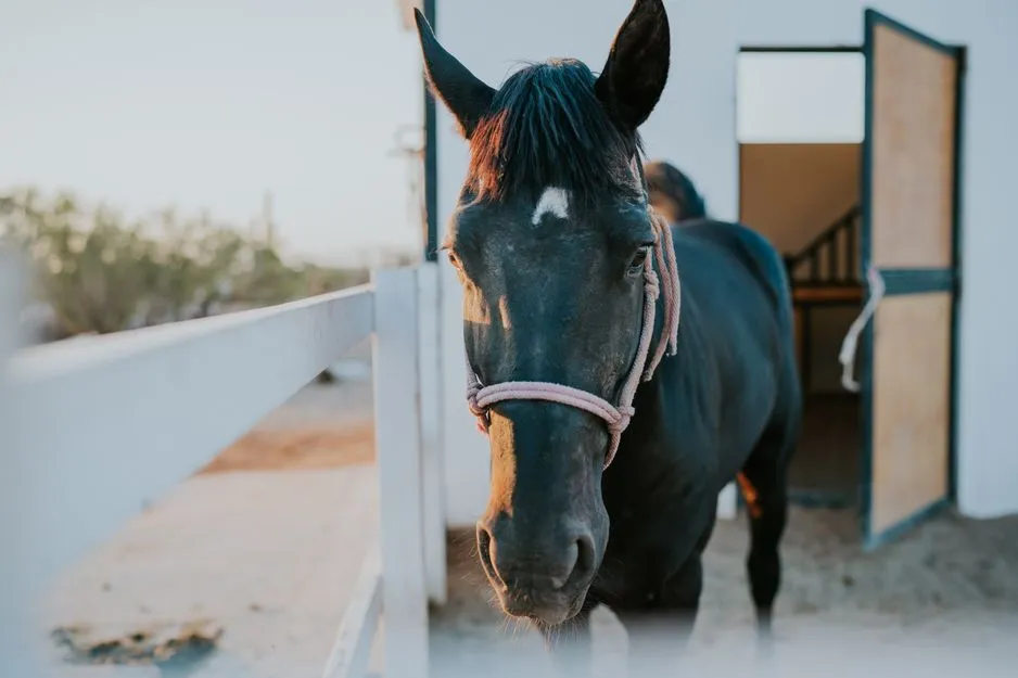 Cheval dans une écurie