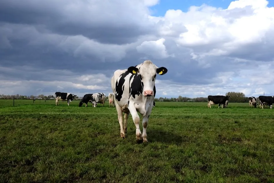 Vaches