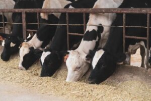 Erryn Barkett : Pourquoi la propriété agricole et bovine nécessite une planification financière minutieuse