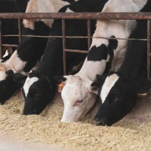 Erryn Barkett : Pourquoi la propriété agricole et bovine nécessite une planification financière minutieuse