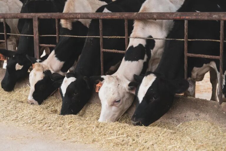 Erryn Barkett : Pourquoi la propriété agricole et bovine nécessite une planification financière minutieuse