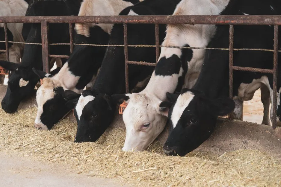Erryn Barkett : Pourquoi la propriété agricole et bovine nécessite une planification financière minutieuse